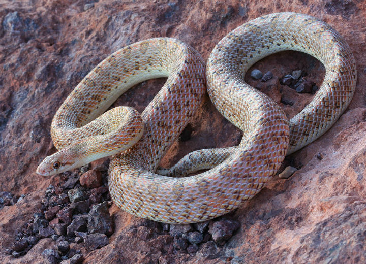 Desert Glossy Snake